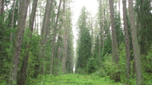 В Коломенском районе установили более 30 предупреждающих знаков на въездах в леса