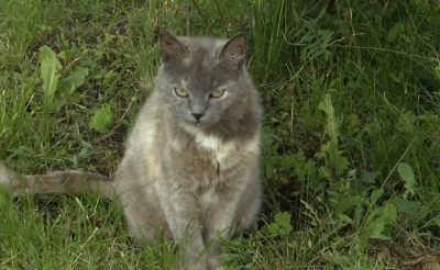 Итоги выездной прививочной кампании против бешенства