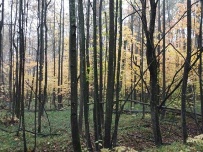 Коломенские леса очистят от упавших деревьев