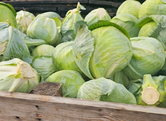 Коломенские аграрии подводят итоги прошедшего сезона