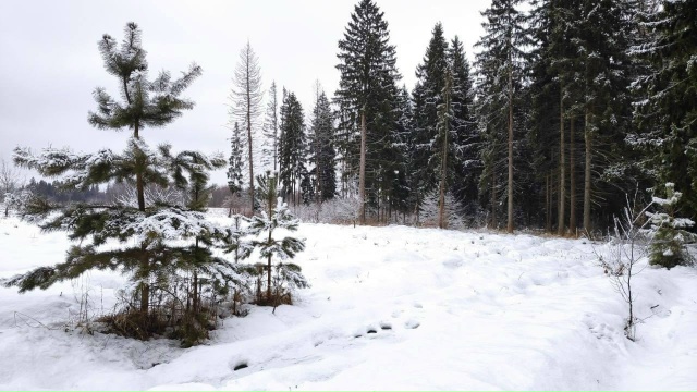 В лесу родилась ёлочка...