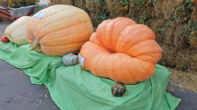 Эко-фестиваль &quot;Мякоть&quot; состоится в Луховцах