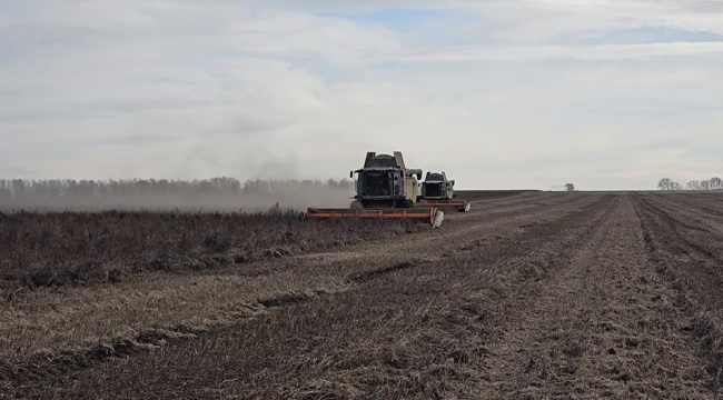 В Луховицах собирают сою 