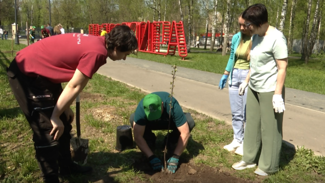 В парке Мира высадили театральную аллею