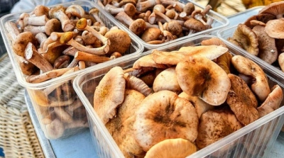 Грибной сезон может начаться в Подмосковье уже в апреле