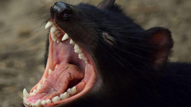 Бешенство передаётся и без укуса заражённого животного