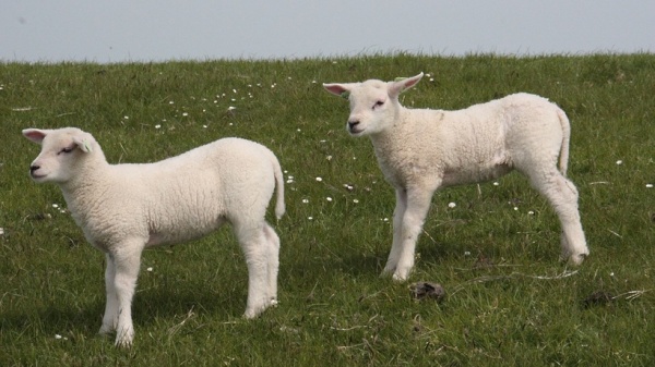 В Луховицах ликвидируют очаг овечьей оспы