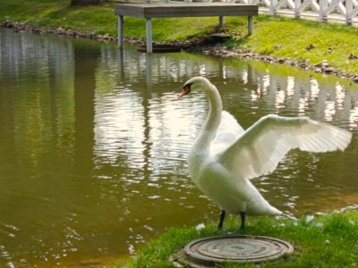 В Воскресенске лебеди из парка усадьбы Кривякино отправятся на зимовку в питомник