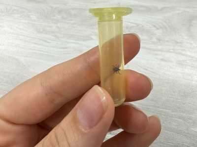 В Луховицах клещи нападают на собак