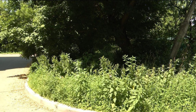 Ситуация с покосом травы в Коломне ухудшилась даже в центре