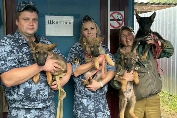Щенков из питомника ГУФСИН передали в другие территориальные органы УИС