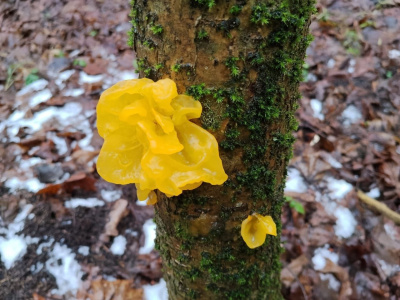 Необычный гриб дрожалка оранжевая найден в лесах Егорьевска  