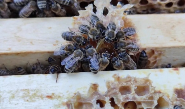В Егорьевске планируют вывести новую породу пчёл 