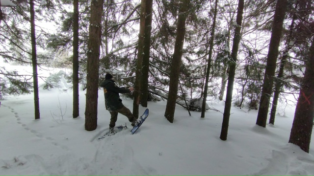 Сотрудники лесной охраны Коломны выполняют отвод лесных участков для проходных рубок