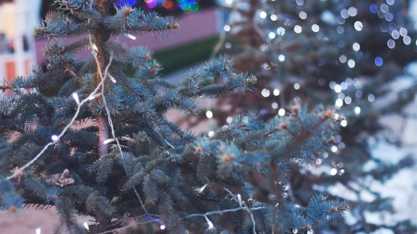 Самым популярным живым деревом на Новый год оказалась обыкновенная ёлка