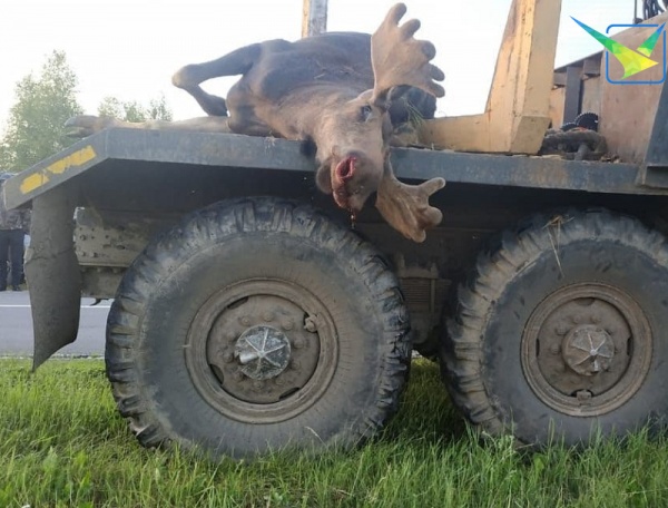 В Луховицах задержаны браконьеры за убийство лося