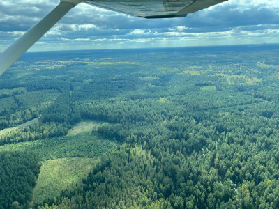 В Подмосковье будет осуществляться авиационный контроль леса 