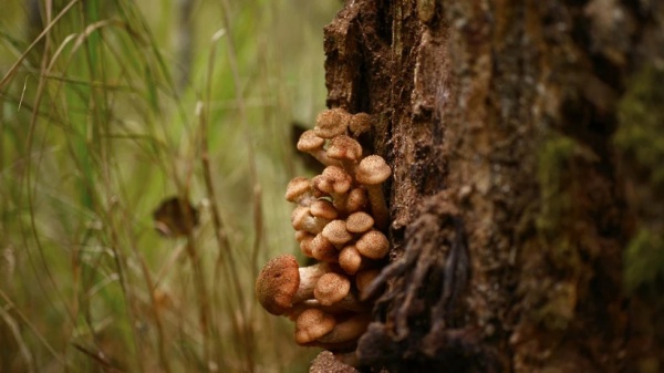 С грибами в подмосковных лесах по-прежнему туго