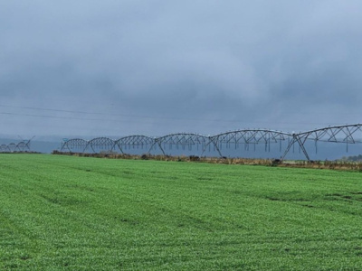 Урожай озимой пшеницы обеспечит озёрским аграриям высокое качество молока