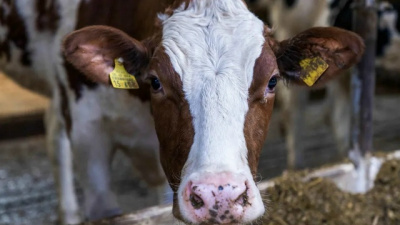 Коломенская корова признана рекордсменкой по молочной продуктивности