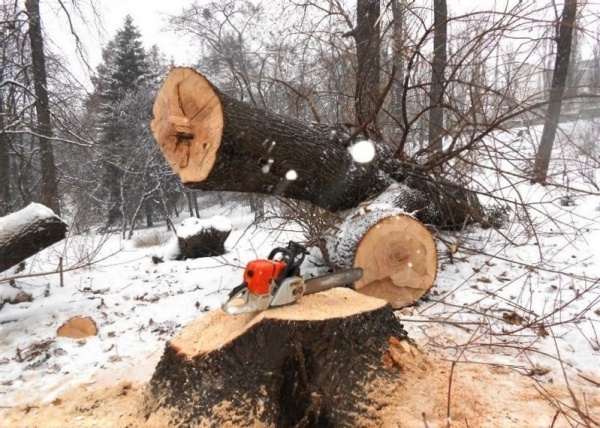 Более 300 аварийных деревьев убрали в лесах с начала года