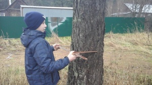 Учеников Песковской школы научили измерять деревья