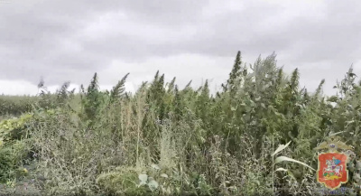 Коломенские полицейские ликвидировали дикорастущую коноплю