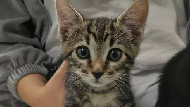 Ветеринары Подмосковья рассказали как позаботиться о подобранном с улицы животном