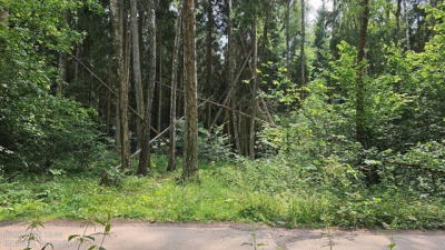 В коломенских лесах убирают неликвидную древесину