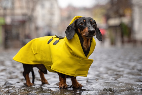 Как гулять с собакой в плохую погоду? 