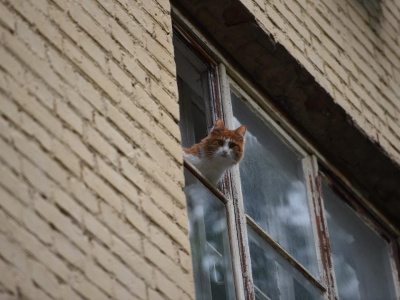 В Егорьевске кот решил пообедать прямо в магазине