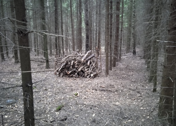 Уборку неликвидной древесины завершили в Луховицах