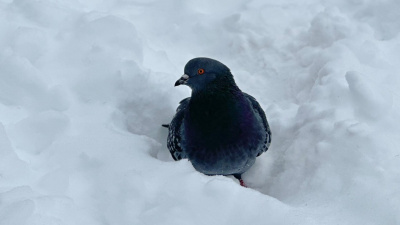 Всероссийский орнитологический конкурс "Находка года-2025" 