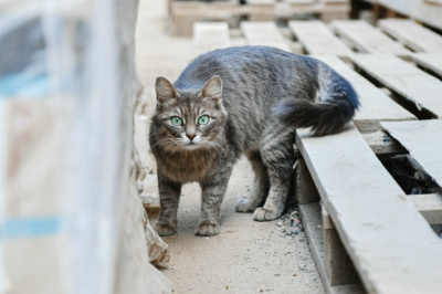 Осматривайте машину перед запуском двигателя зимой!
