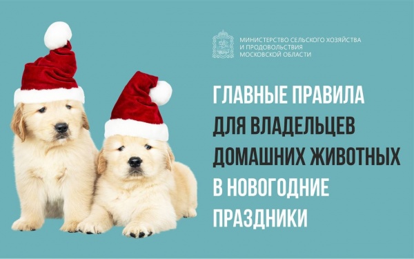 О главных правилах для владельцев домашних животных в новогодние праздники рассказали в Минсельхозпроде региона