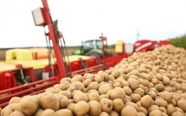 Подмосковье в лидерах по производству семенного картофеля
