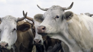 Подозрение на заболевание коров ящуром появилось в Луховицком районе