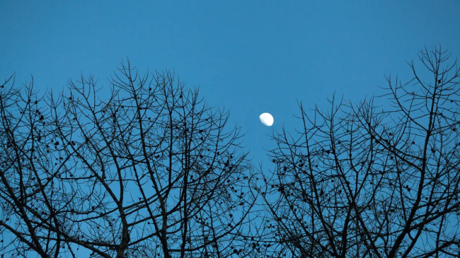 Февральская снежная луна засияет в ночь с 1 на 2 февраля  