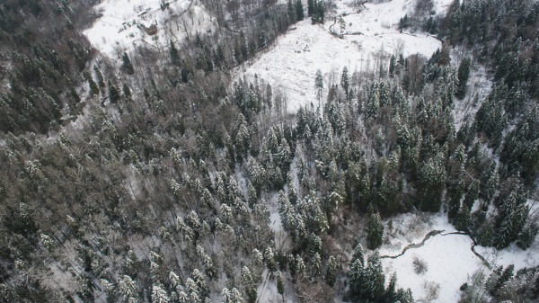 20 человек потерялись в лесах Подмосковья зимой