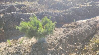 В Егорьевске восстанавливают лес