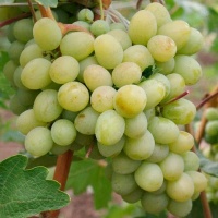 В Подмосковье на 54% подорожал виноград