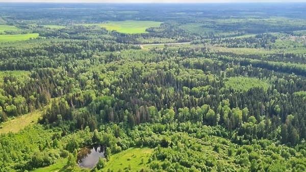 В Подмосковье снова ограничили пребывание граждан в лесах