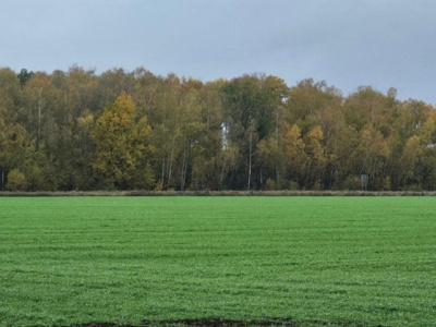 В Озёрах взошла озимая пшеница 