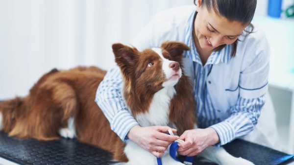 Запись к ветеринару доступна на регпортале госуслуг