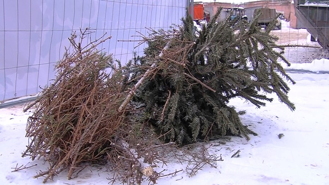 Что делать с новогодней ёлкой?