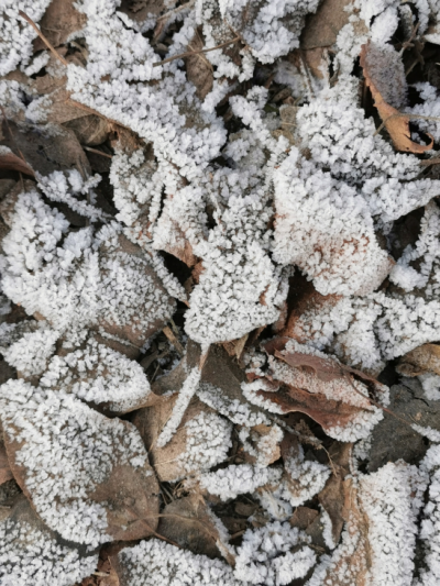 Жителей Подмосковья предупредили о первых осенних заморозках