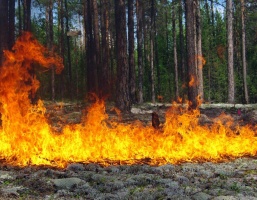 Луховицких пожарных наградили за тушение самого крупного за 5 лет возгорания в лесу