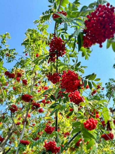 В подмосковных лесах начинается сезон заготовки ценного природного сырья