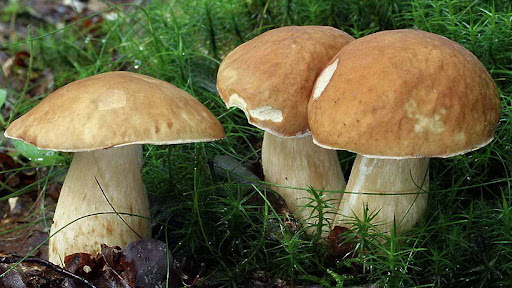 Где собирать грибы осенью 2021 года