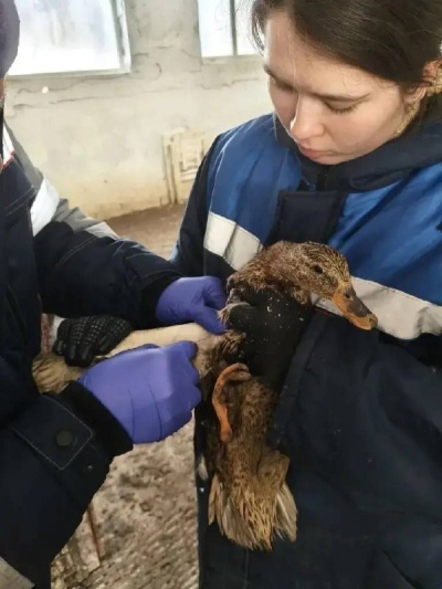 Подмосковных птиц вакцинируют